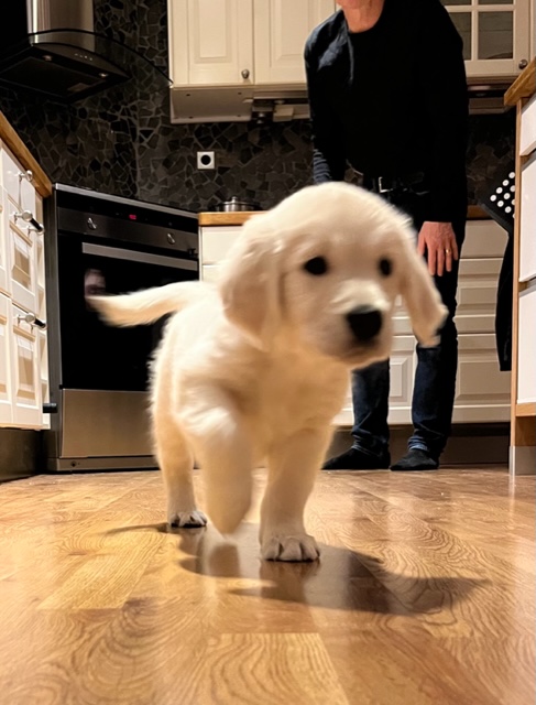 Golden-retriever-valp-till-salu