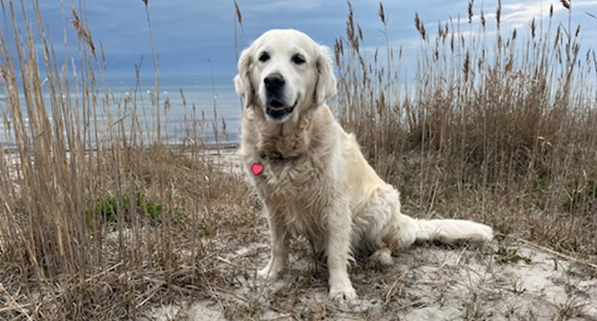 Instagram_Golden_Retriever_Tuva